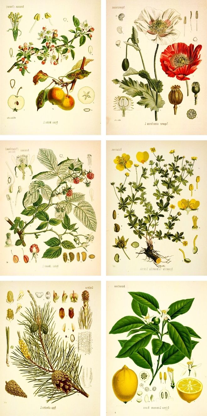 15 Best Collection of Framed Botanical Art Prints